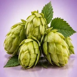 Hops